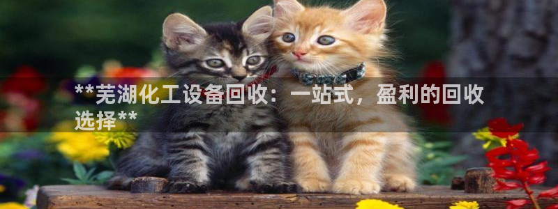 门徒娱乐用户评价与反馈