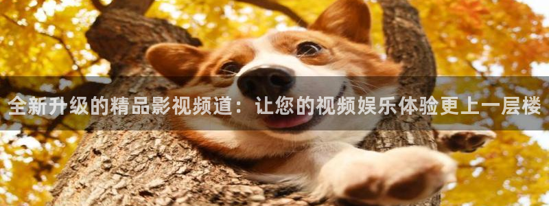 依依影院伦理片：全新升级的精品影视频道：让您的视频娱乐体验更上一层楼